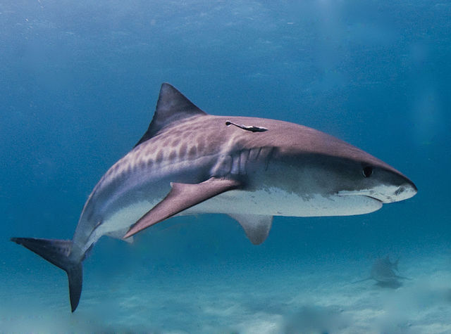 640px-Tiger_shark