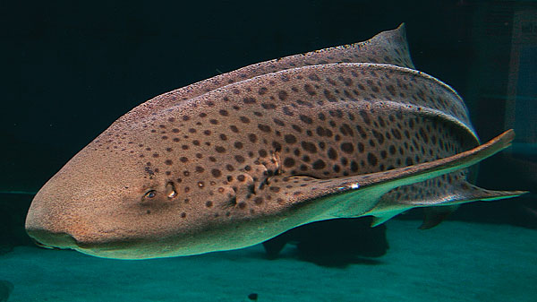 Zebra-shark_forward