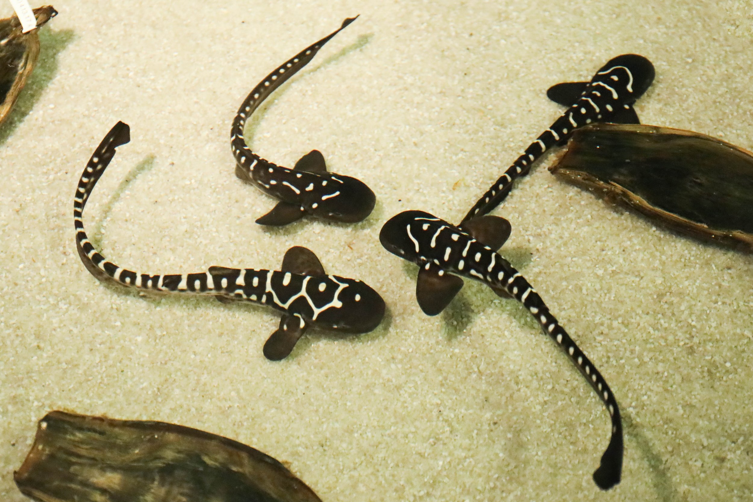 ZebraSharkPups6