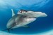 What-Sharks-are-in-the-SC-Waters-Series-Learn-About-Hammerhead-Sharks