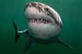 sharks_great_white